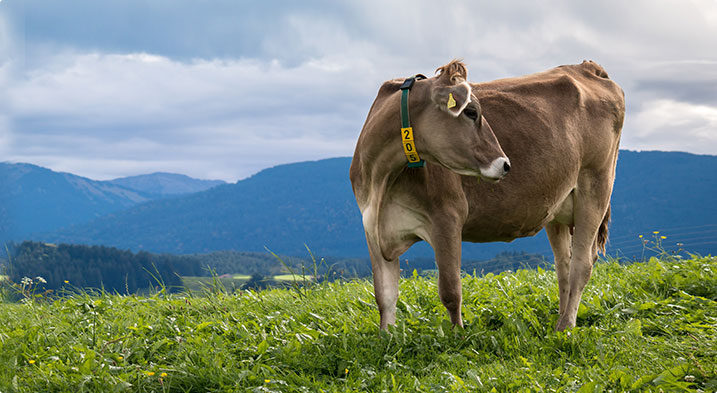 爵士牛排采购新西兰进口牛肉